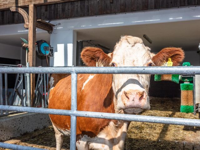 Appartements Leogang