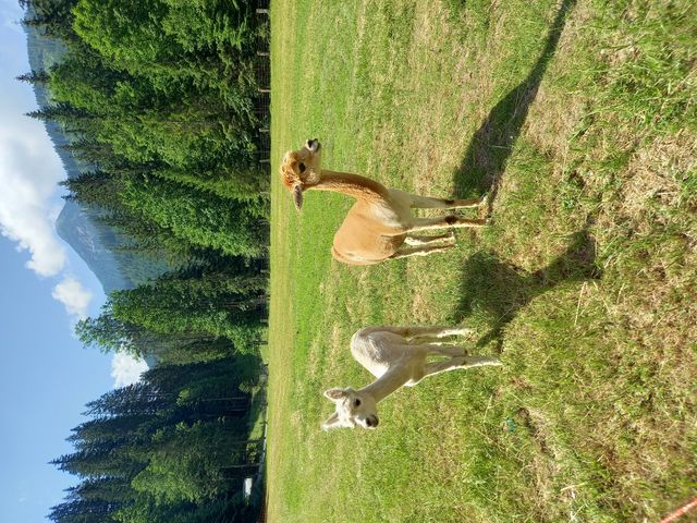 Ferienwohnungen Steinhäusl